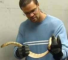 seasnake