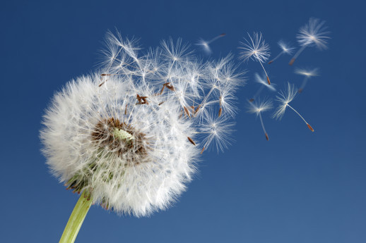 Dandelion as a Metaphor for Influence