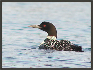 loon.jpg