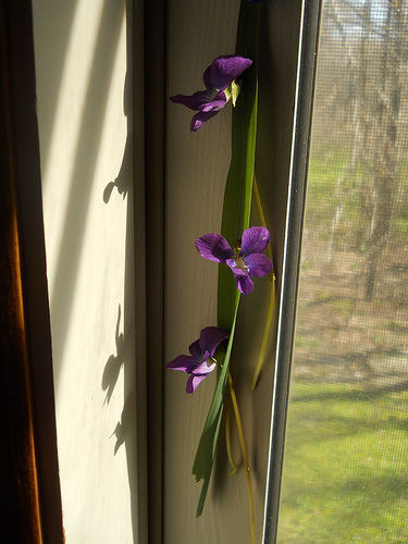 three violets