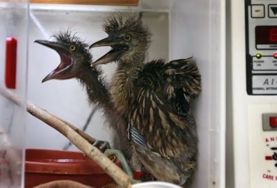 Surviving nestlings in an incubator (Photo: Paul Chinn, The Chronicle)