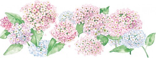 hydrangea border