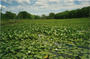 brickpondFromLindaPflum