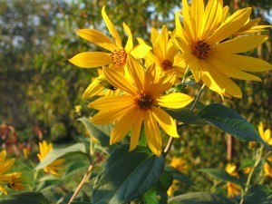 goldflower