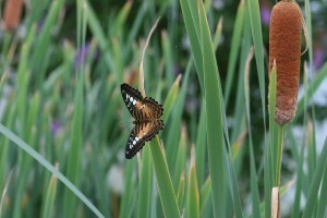 IMG_0300