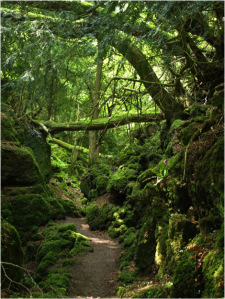 Puzzlewood (Forest of Dean)
