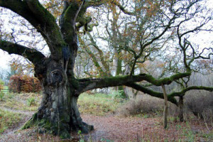 BirnamOak2