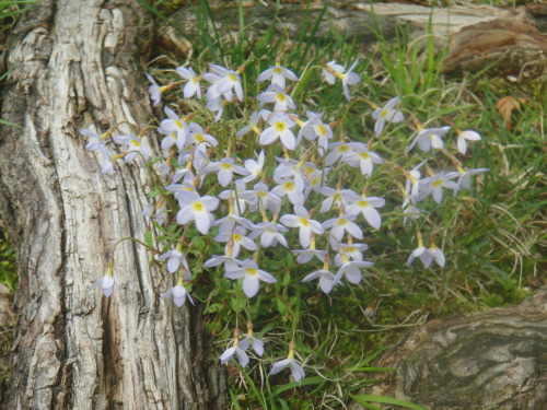 bluet