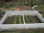 coldframe-4 lids open