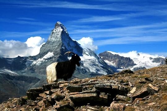 photo, image, matterhorn, goat