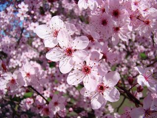 Tree-blossoms-pink-spring-flowering-trees-baslee-troutman-baslee-troutman-fine-art-prints