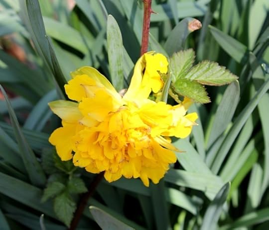 Hudson Valley Daffodil