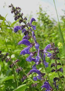 Meadow Sage