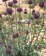 Chia Sage (S. columbriae)