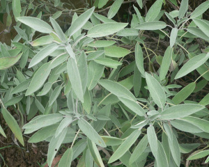 Salvia_officinalis
