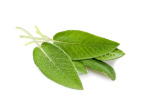sage herb