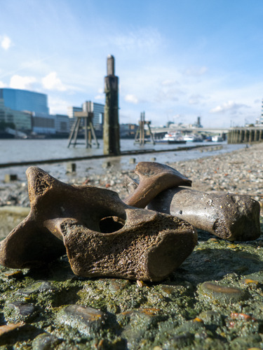 River Bones