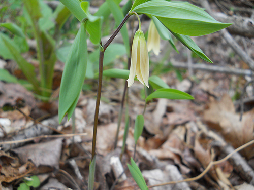 bellwort (Uvularia sessilifolia)