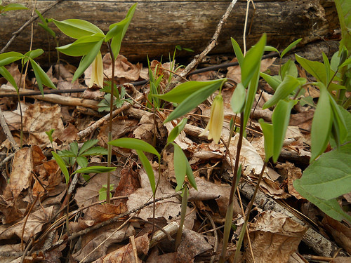 bellwort (Uvularia sessilifolia)