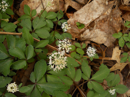 dwarf gensing (Panax trifolius)