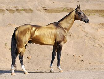 Akhal-teke stallion Dagat-Geli, g.buckskin, 2007 (Gaigysyz-Dargi) ~ by Artur Baboev