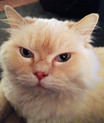 Now you can really see his blue eyes!