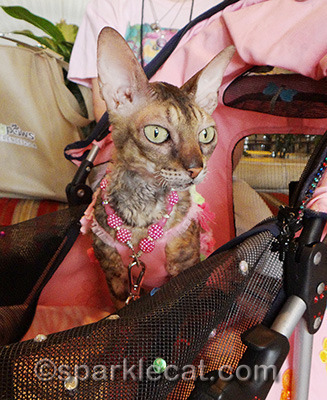 Coco the Couture Cat