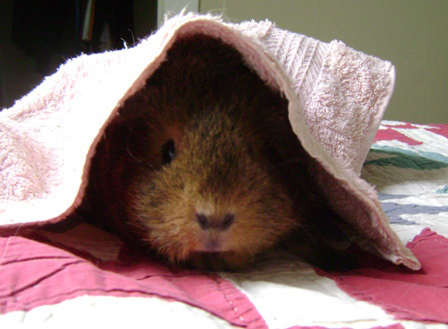 I read this book while waiting for a train to come in with Mr. Cheese on it and while waiting for an oil change and so I will always associate it with Union Station and Jiffy Lube and a never-ending winter. 