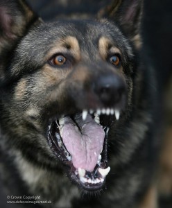 German Shepherd Military Working Dog