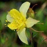 Picture of yellow columbine flower.