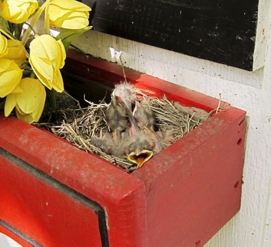 nestlings-day-5-web