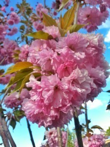 cherry blossoms