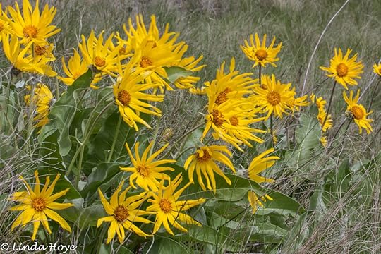 Arrow Leafed Balsamroot-1