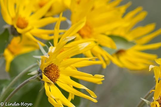 Arrow Leafed Balsamroot-1-2