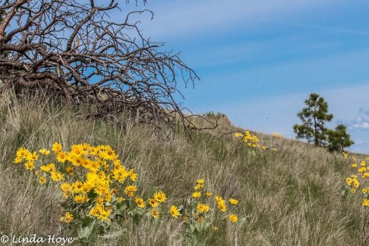 Arrow Leafed Balsamroot-1-3