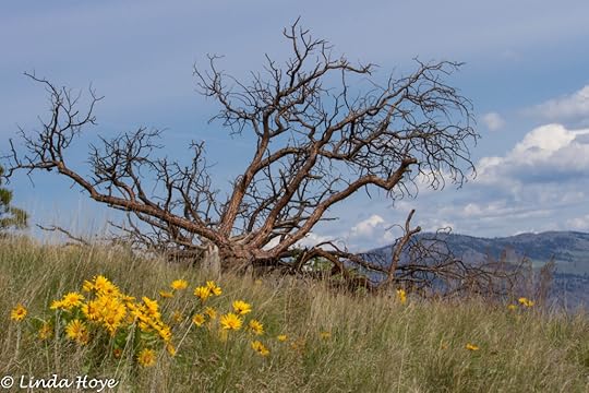 Arrow Leafed Balsamroot-1-4