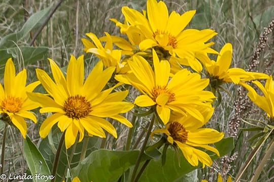 Arrow Leafed Balsamroot-1-5