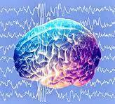Brain