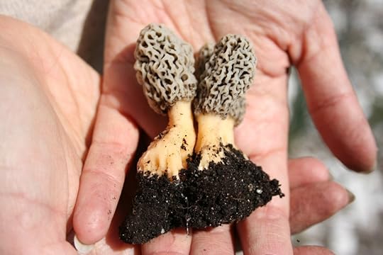 Baby Morchella esculenta can only be found every spring, in the wild