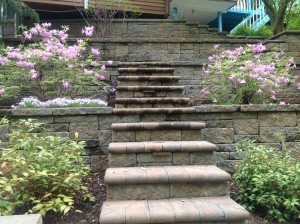 azaleas by the steps
