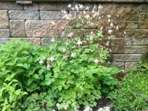 columbine with dianthus and monarda