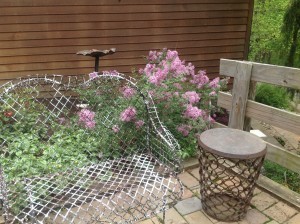Lilacs