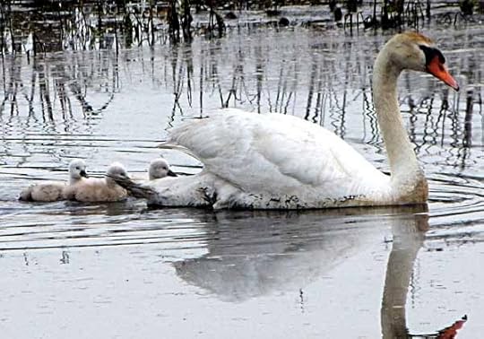 CMMeadowsMuteSwan