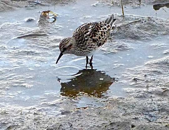 CMMeadowsLeastSandpiper