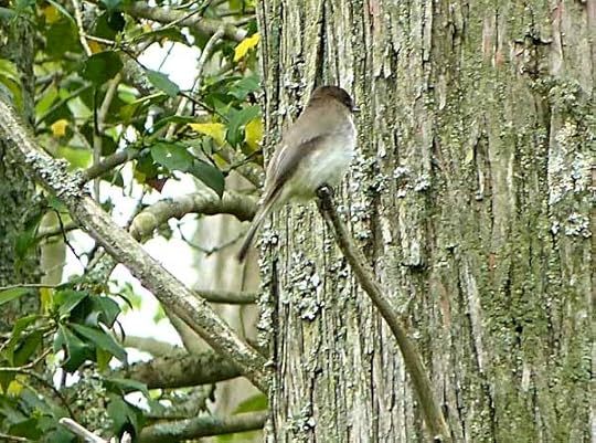 BelleplainEPhoebe