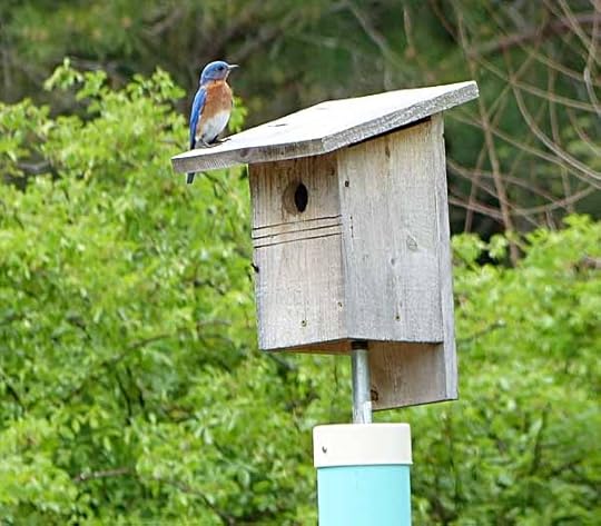 BelleplainHQBluebird