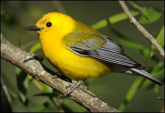 prothonotary-warbler-16739