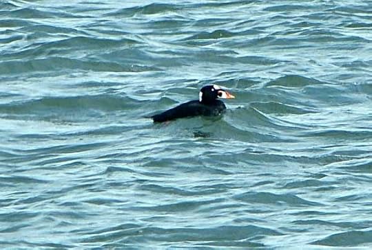 NummySurfScoter