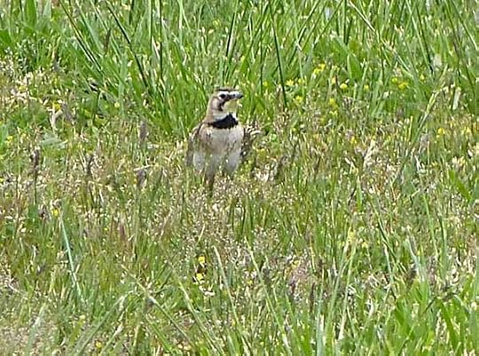 AirportHornedLark