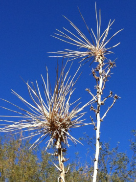 Prickly plant seedhead.